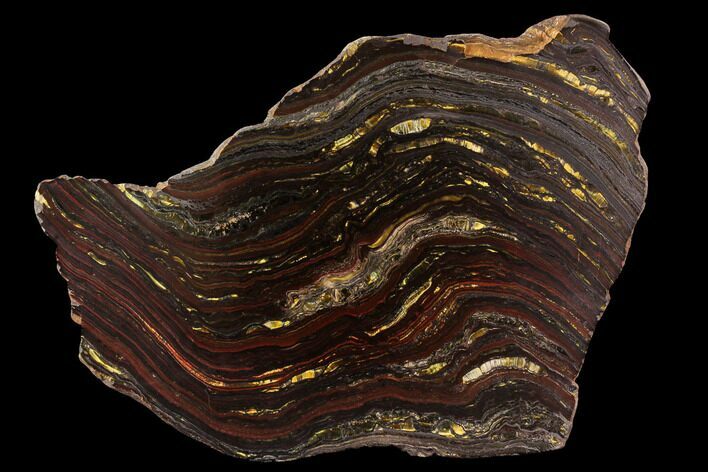 Polished Tiger Iron Stromatolite - ( Billion Years) #96230